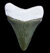Inch Bone Valley Meg Tooth #3618-1